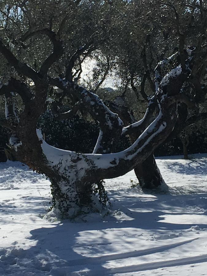 Il Poggio Degli Ulivi Apartamento Trevignano Romano Exterior foto
