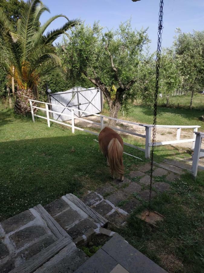 Il Poggio Degli Ulivi Apartamento Trevignano Romano Exterior foto