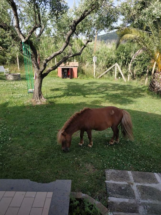 Il Poggio Degli Ulivi Apartamento Trevignano Romano Exterior foto